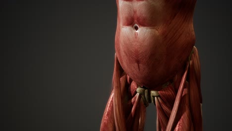 Muscular-System-of-human-body-animation